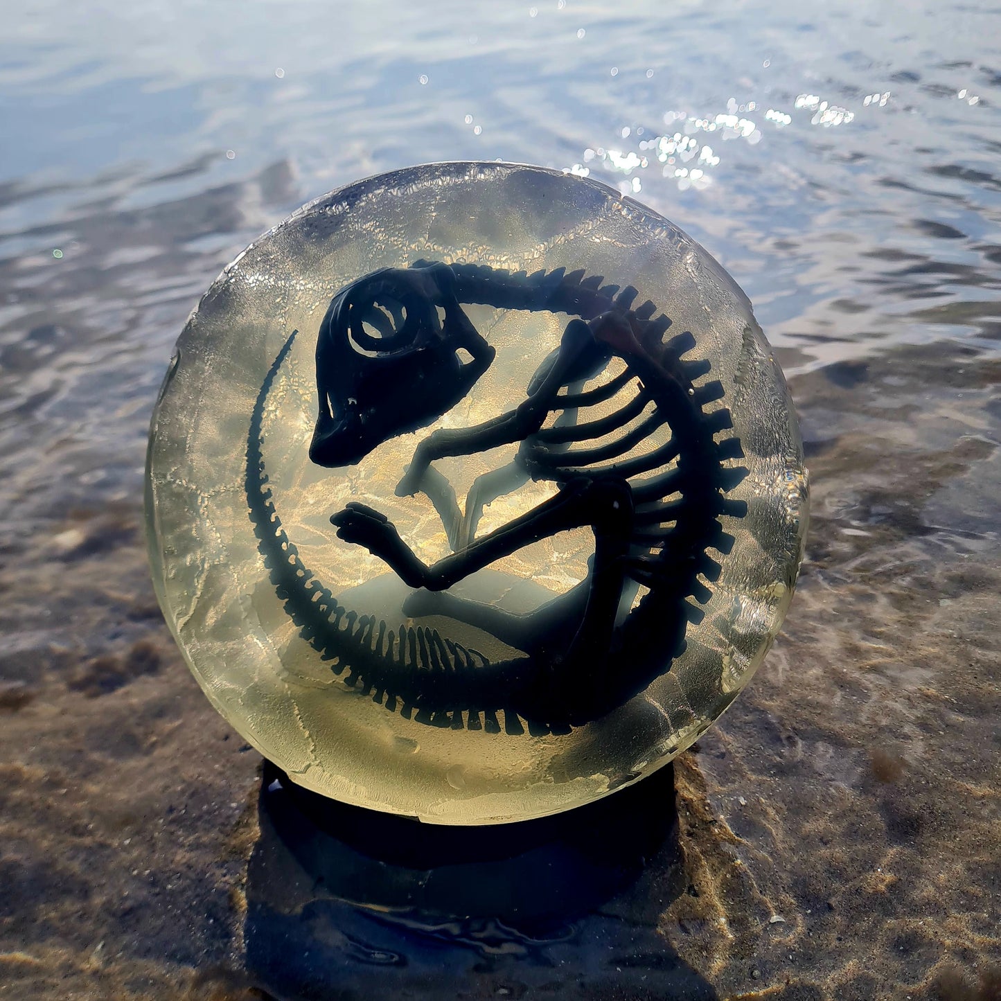 Embryonic Hadrosaur
