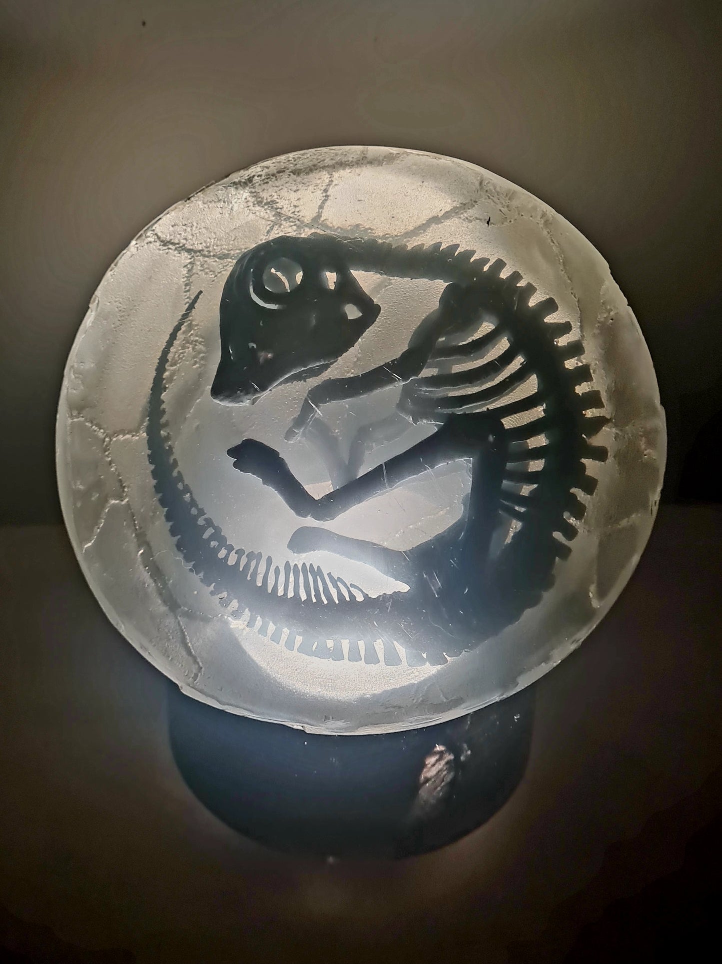Embryonic Hadrosaur