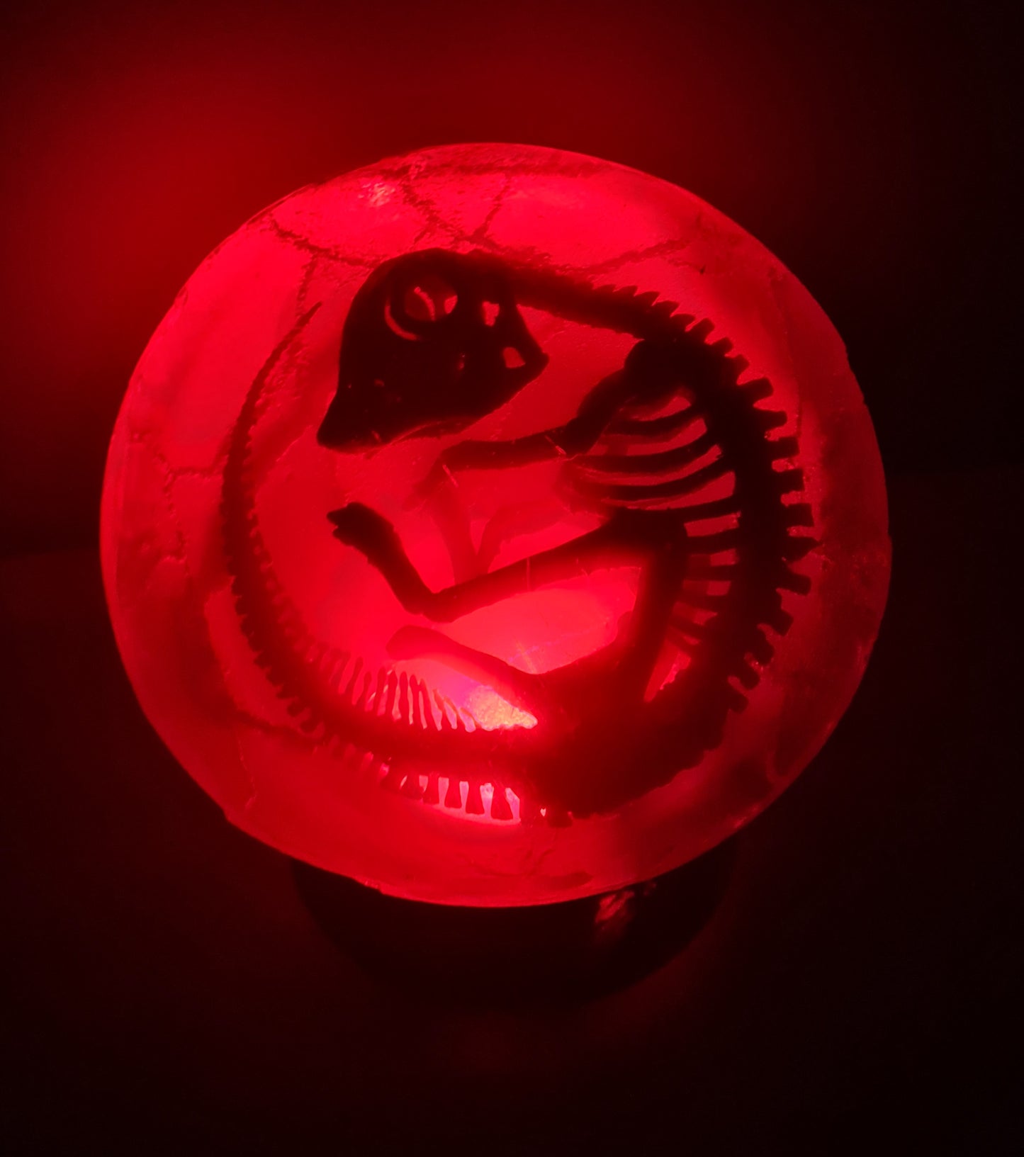 Embryonic Hadrosaur