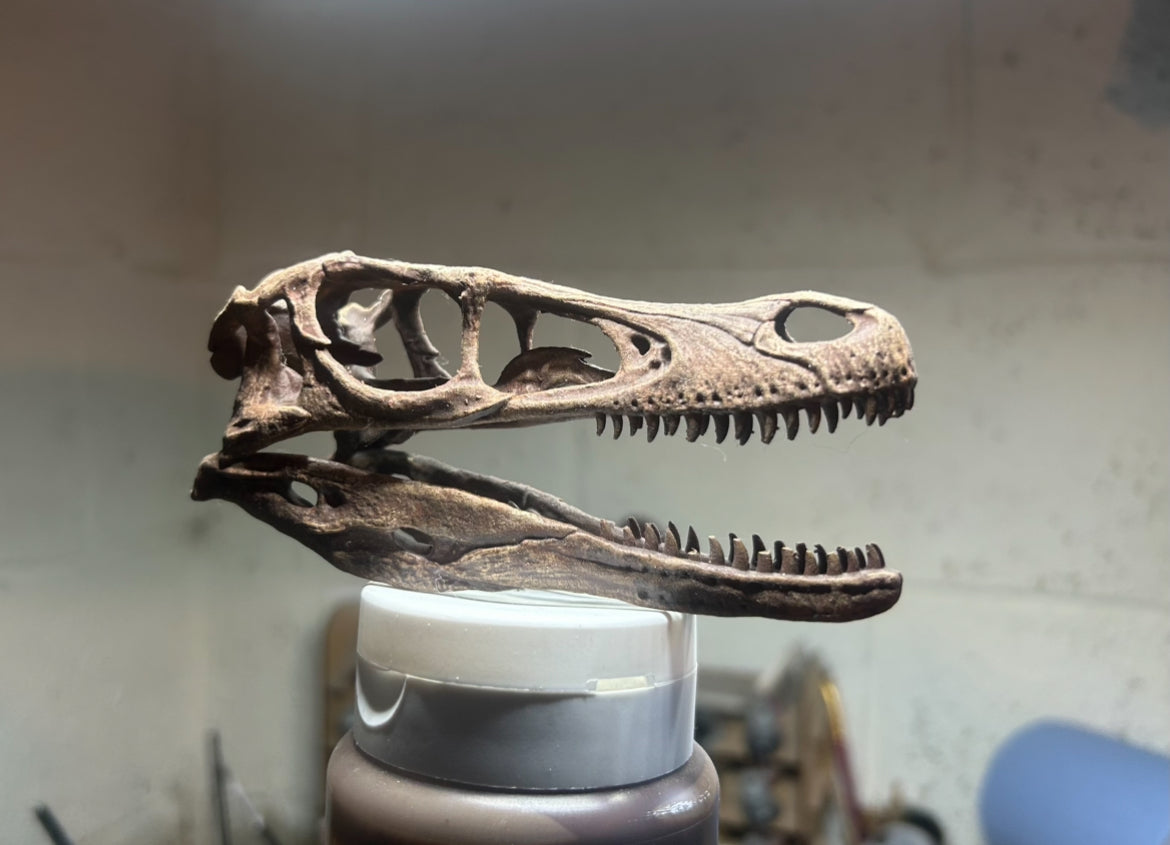 Velociraptor mongoliensis (1:2 mouth open)