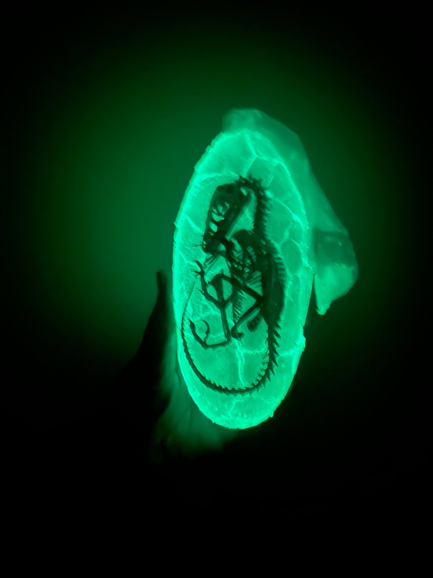 Embryonic Dromaeosaur