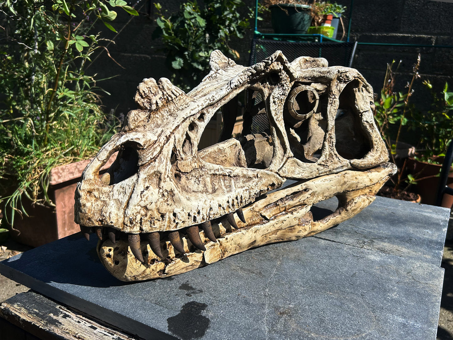 Ceratosaurus