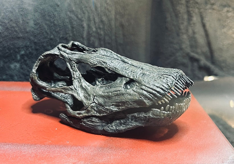 Diplodocus longus