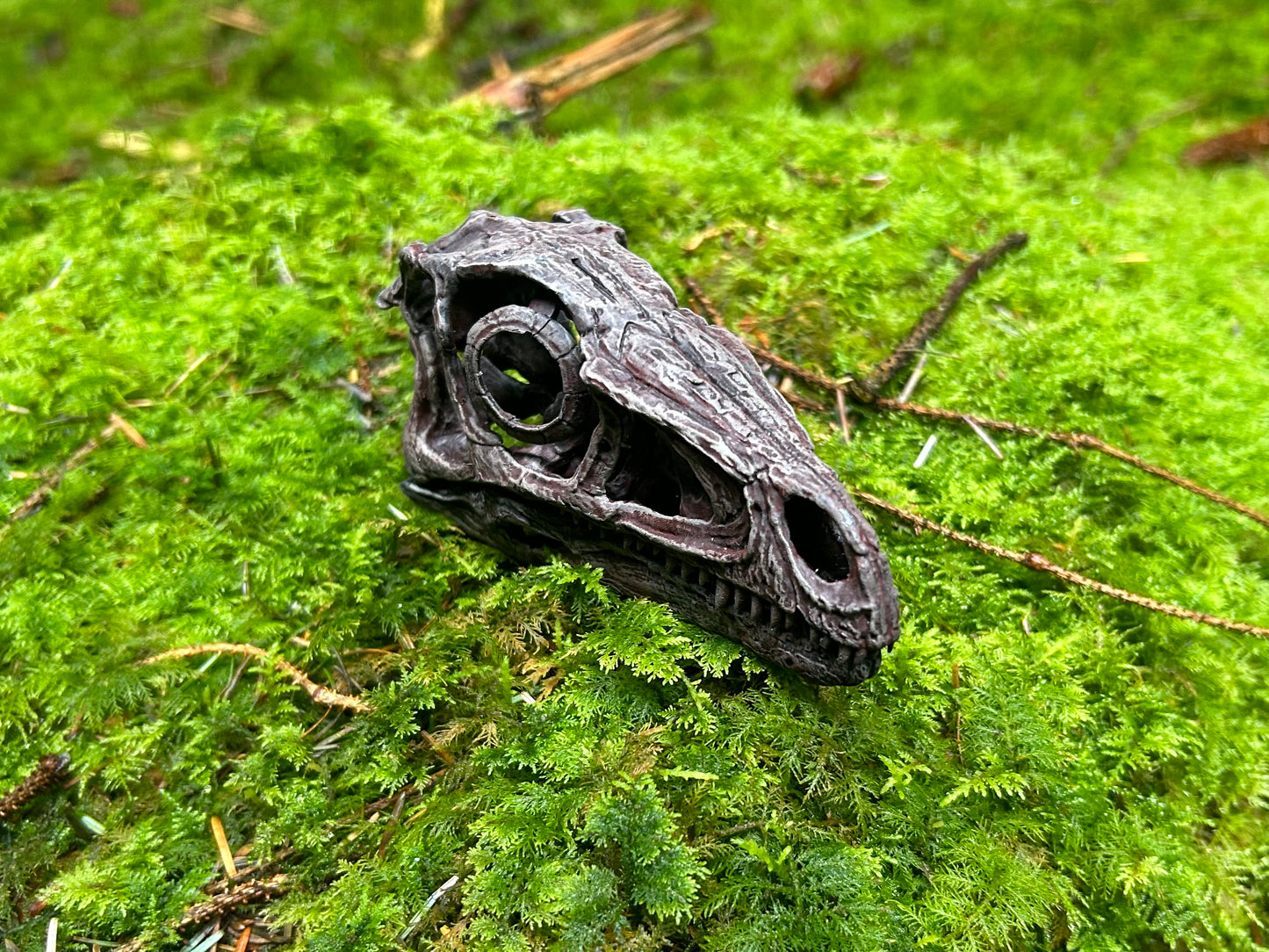 Eoraptor lunensis