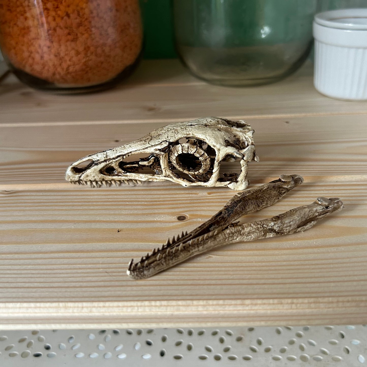 Compsognathus longipes
