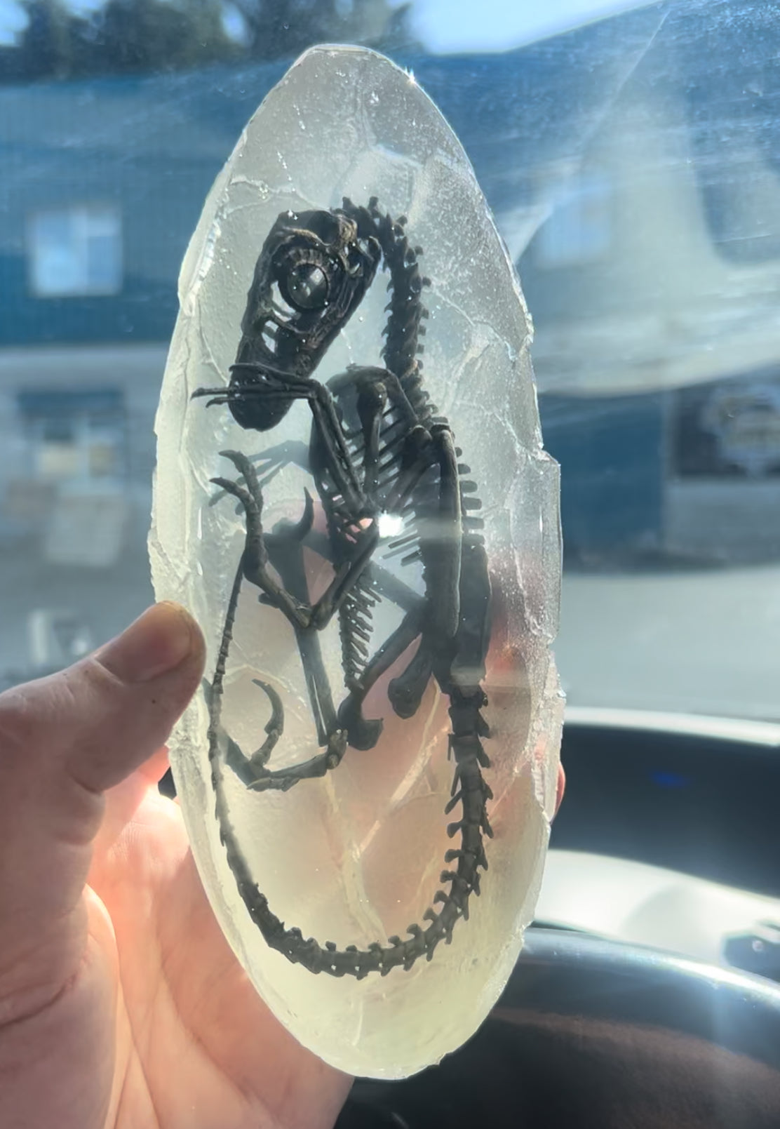 Embryonic Dromaeosaur