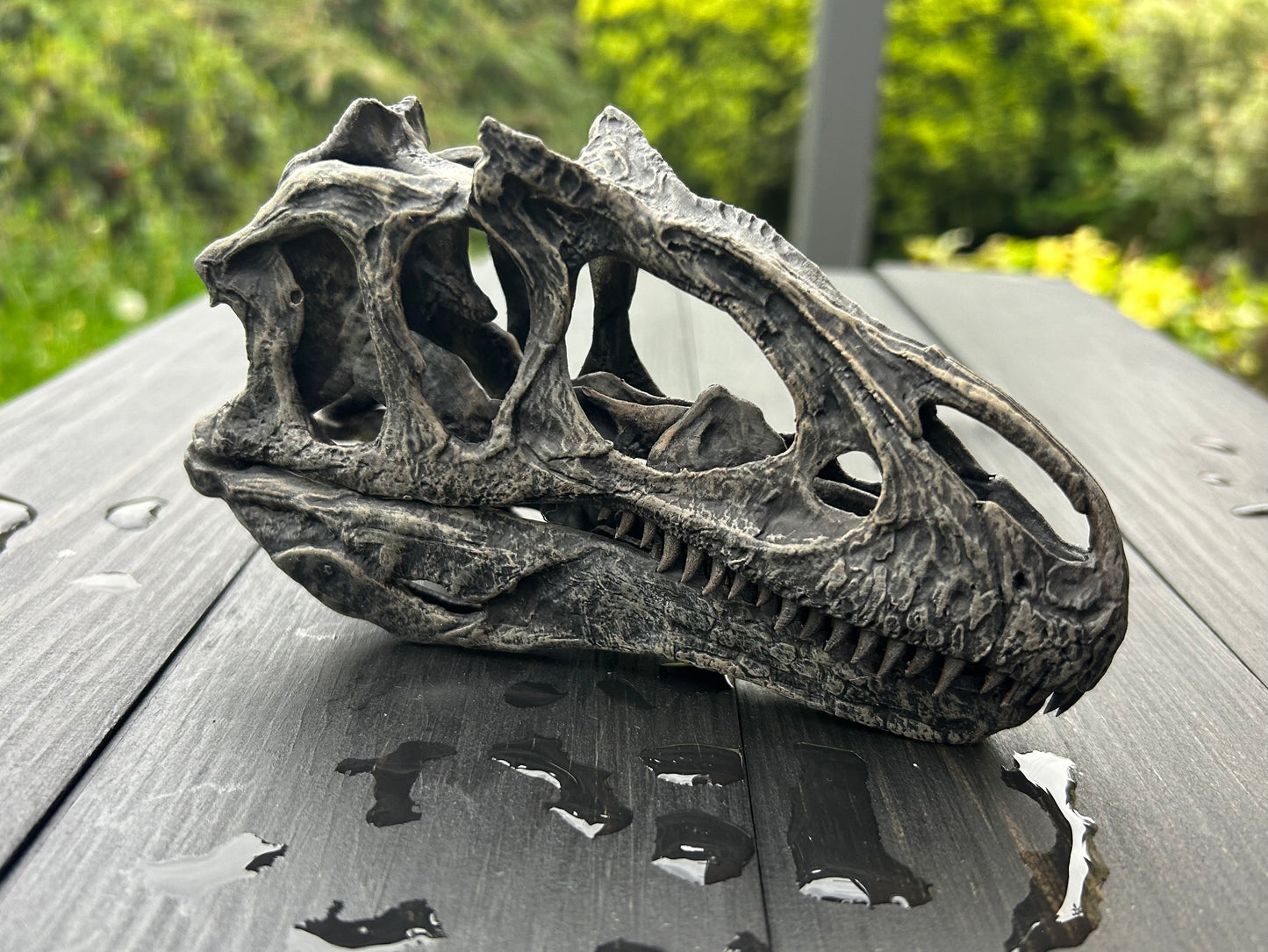 Allosaurus jimmadseni