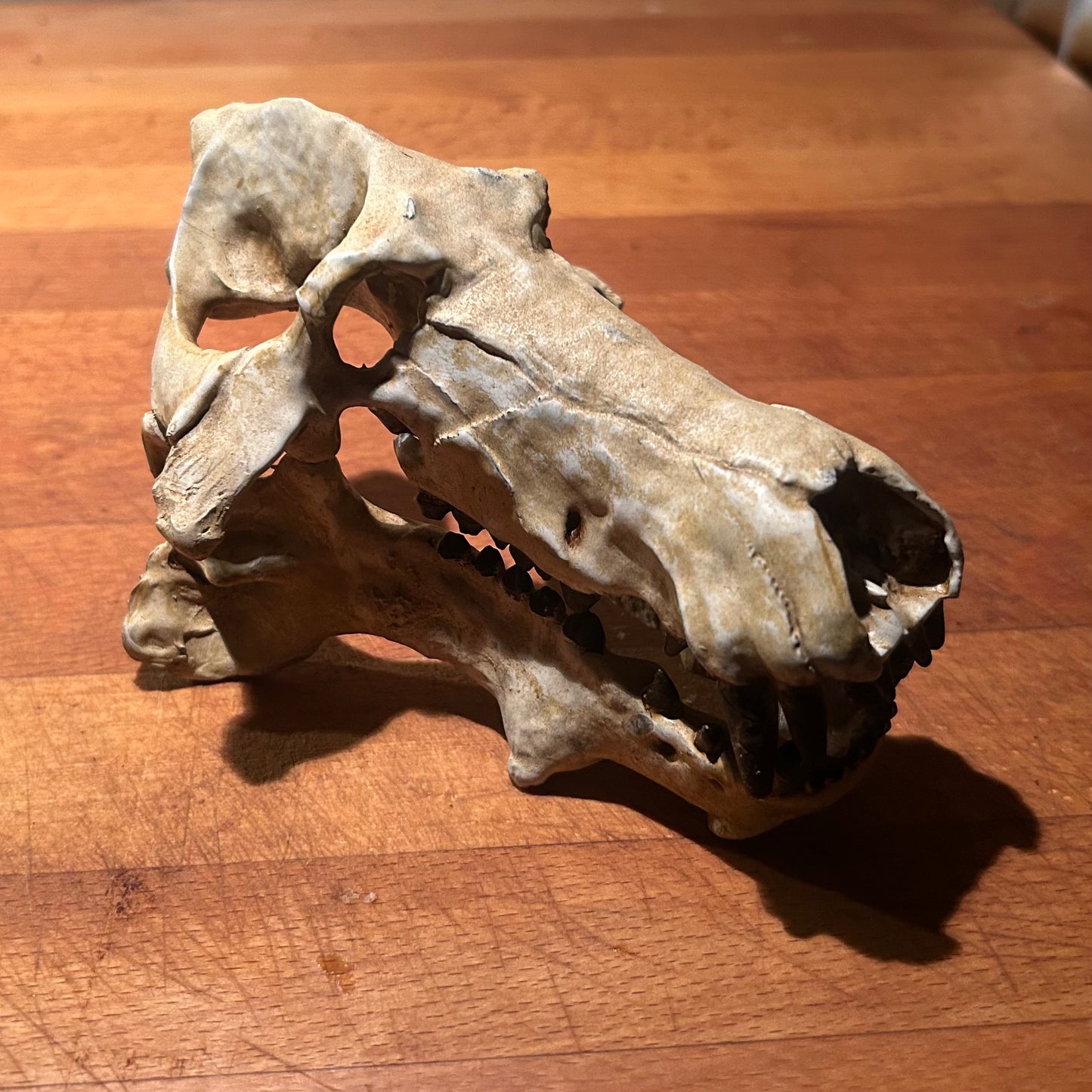 Daeodon