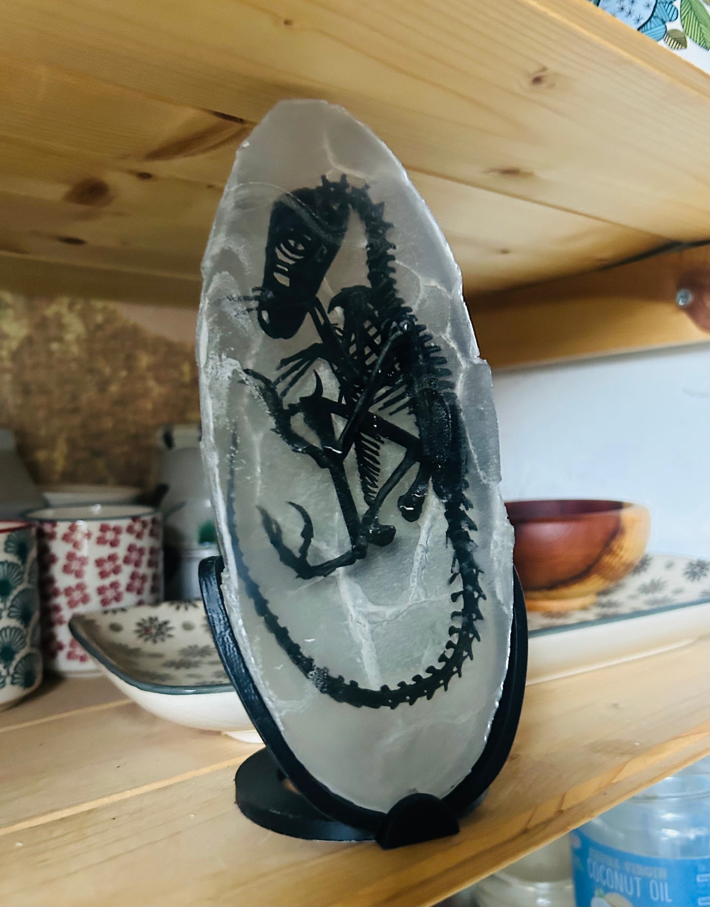 Embryonic Deinonychus (Bargain Bin)