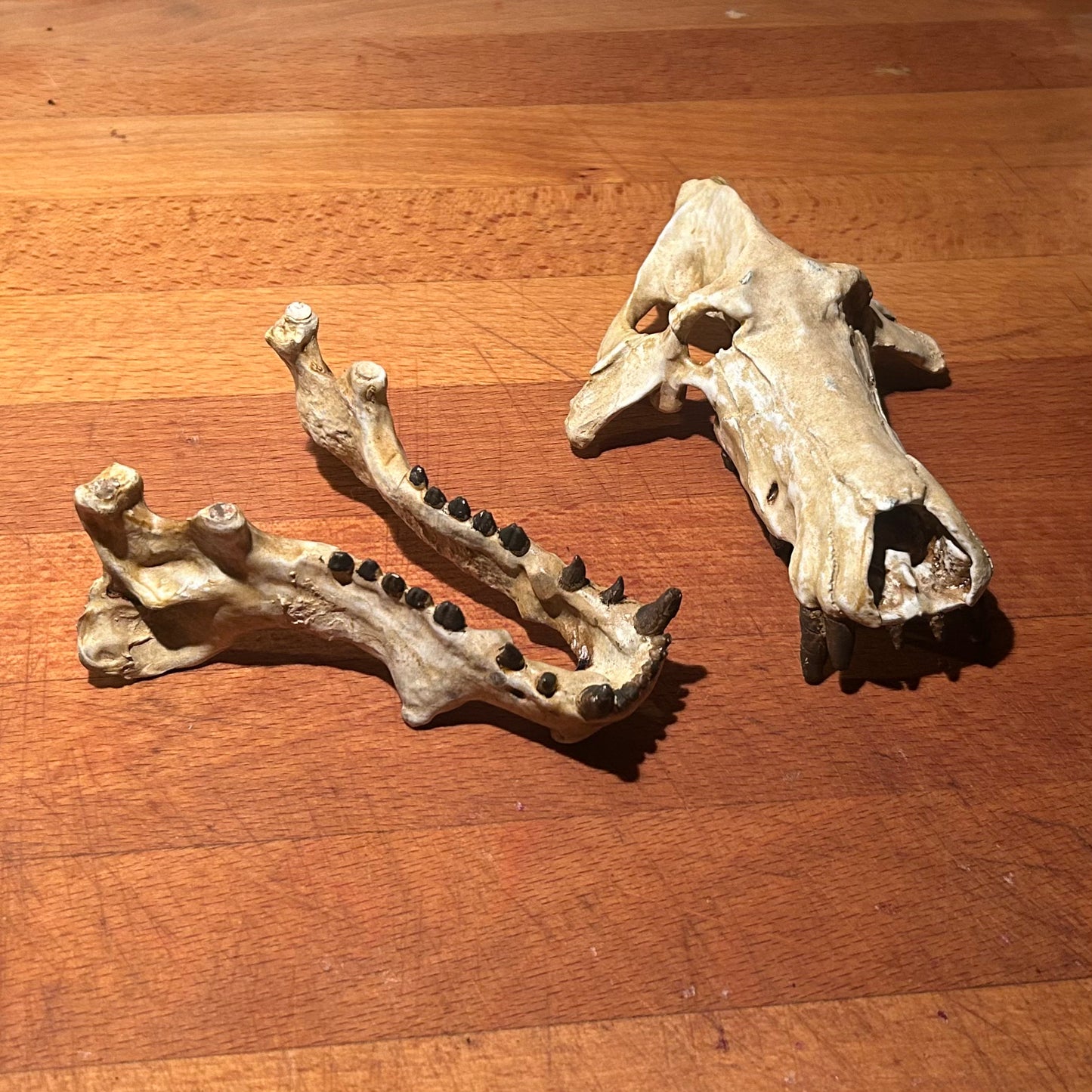 Daeodon