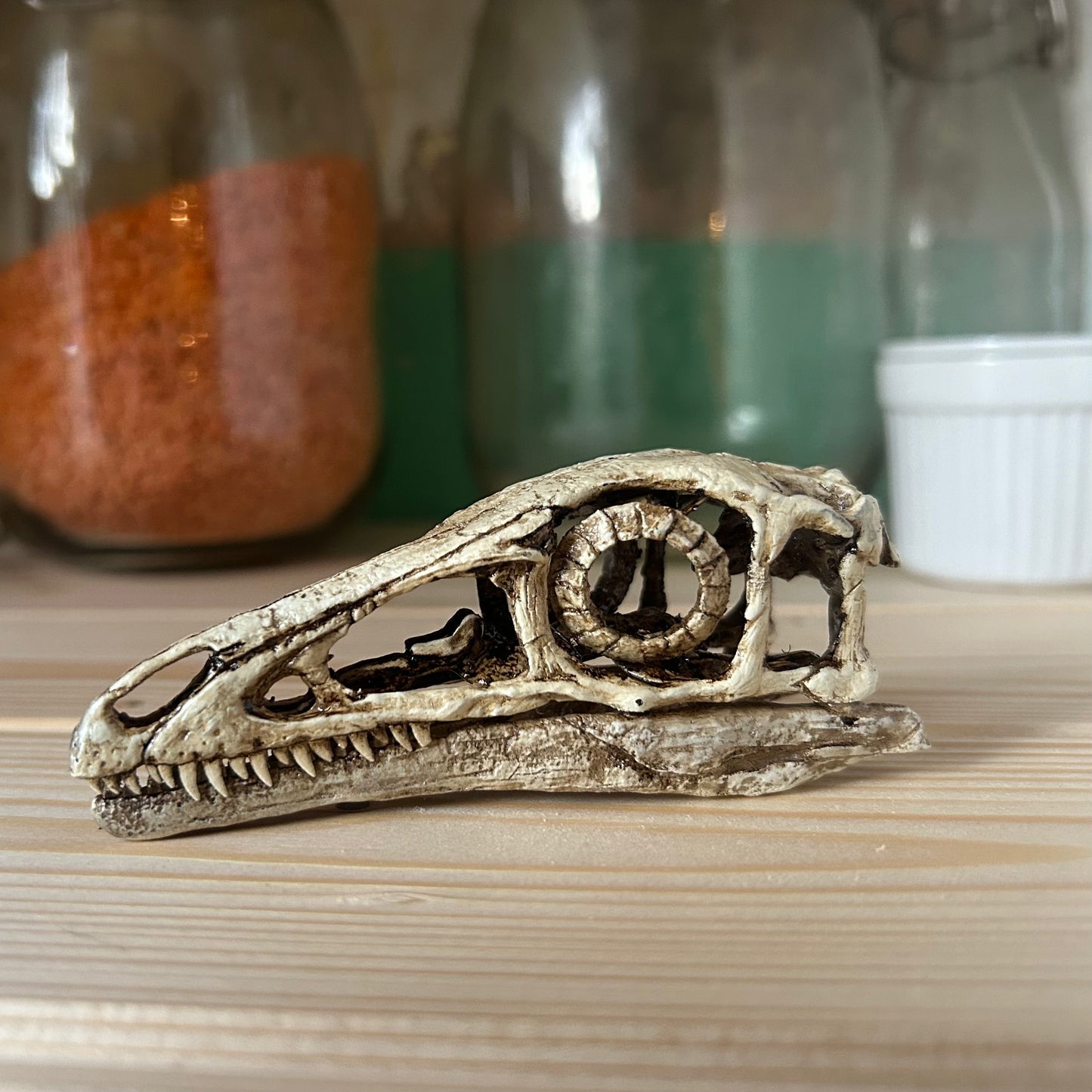 Compsognathus longipes