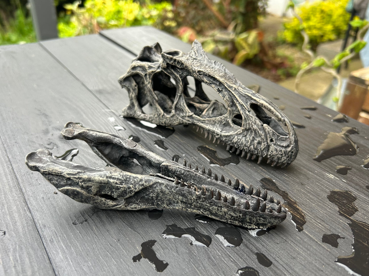 Allosaurus jimmadseni