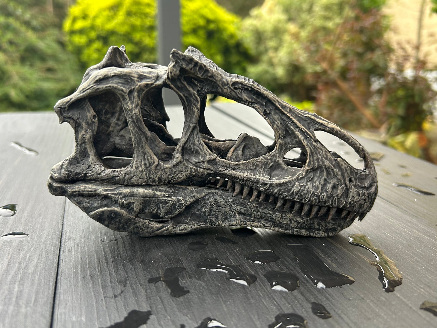 Allosaurus jimmadseni