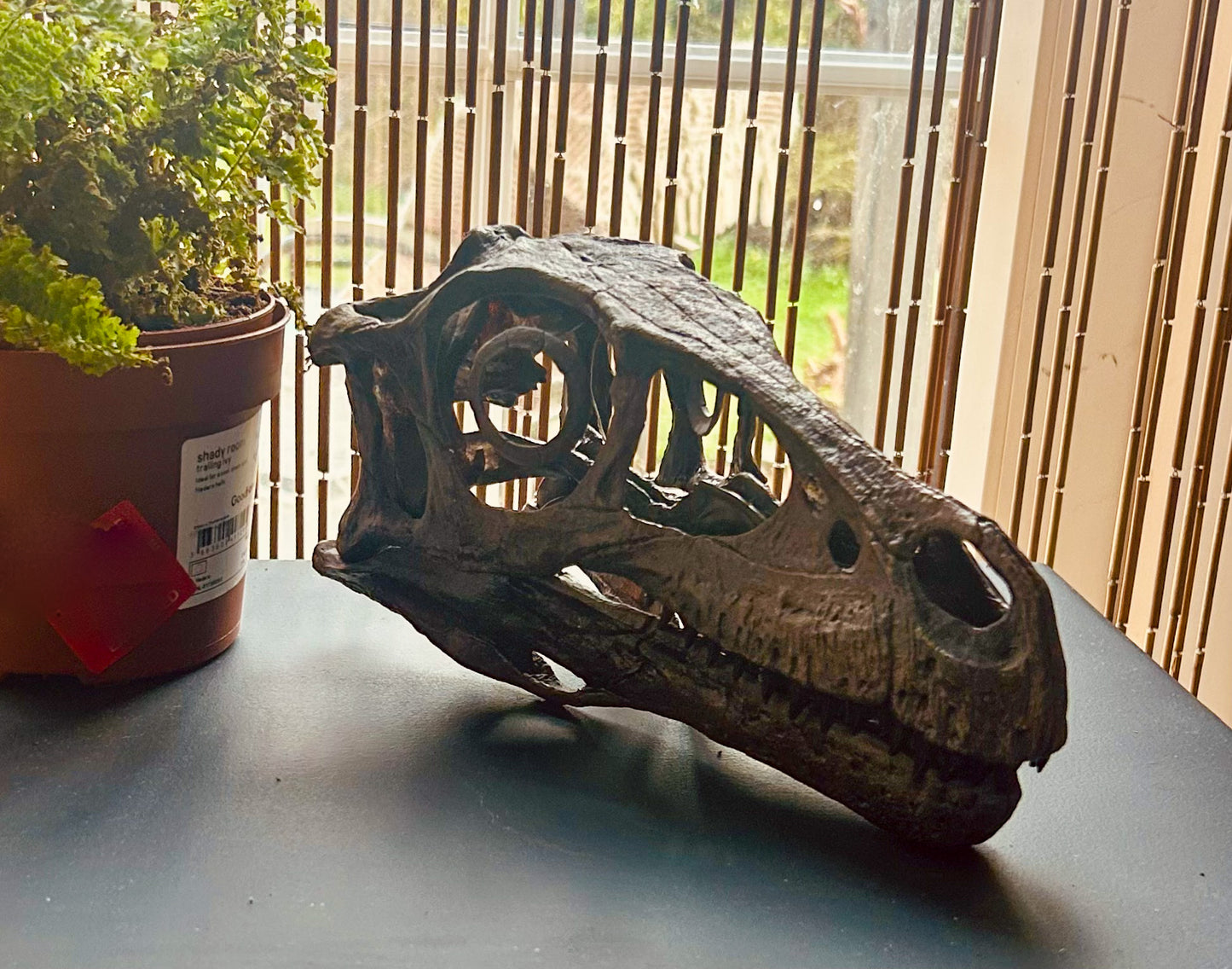 Dromaeosaurus albertensis