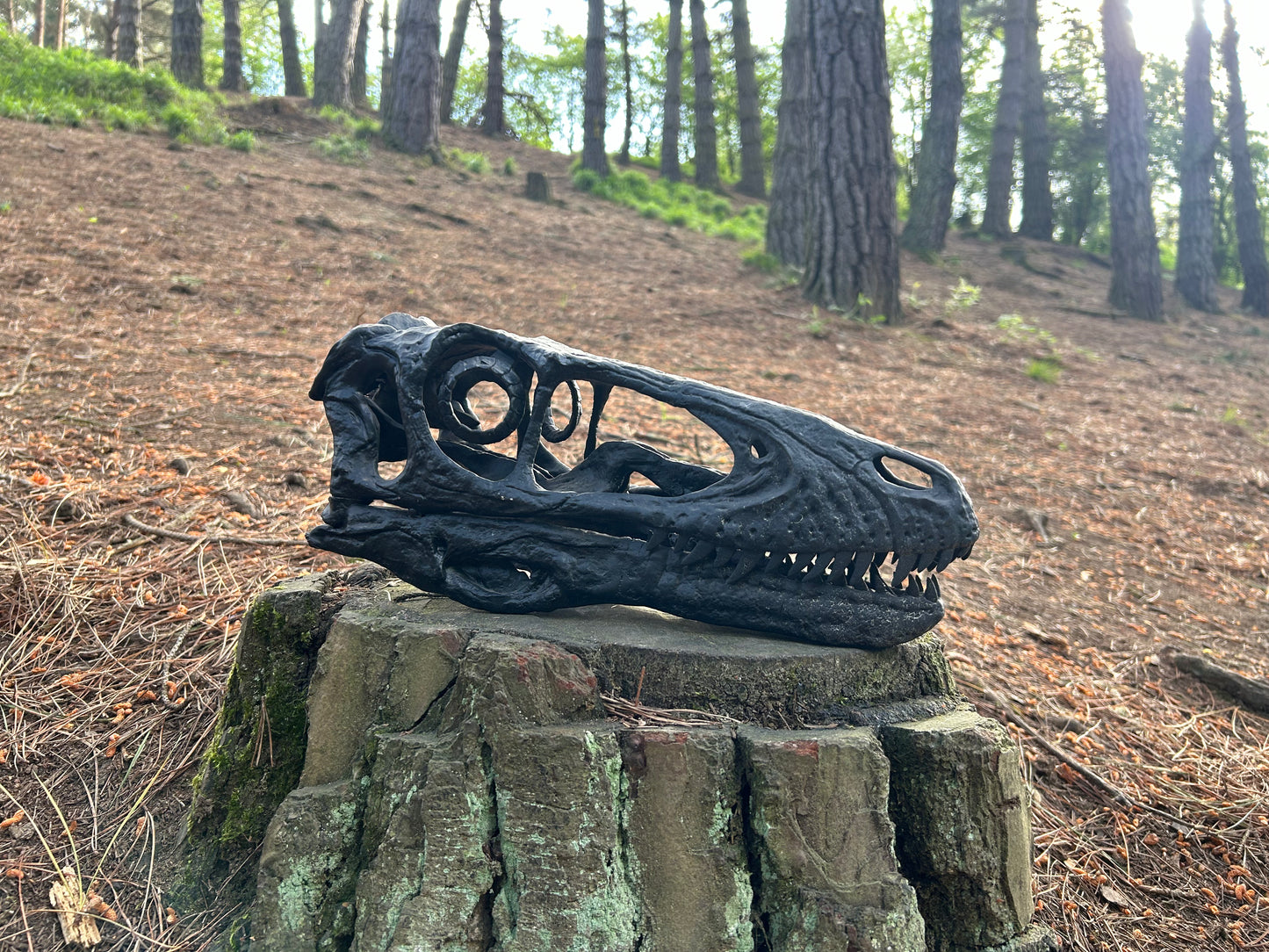 Deinonychus antirrhopus (1:1, fixed jaws)