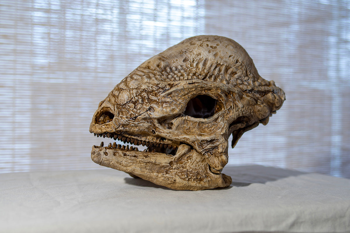 Stegoceras validum