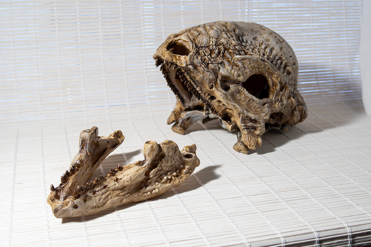 Stegoceras validum