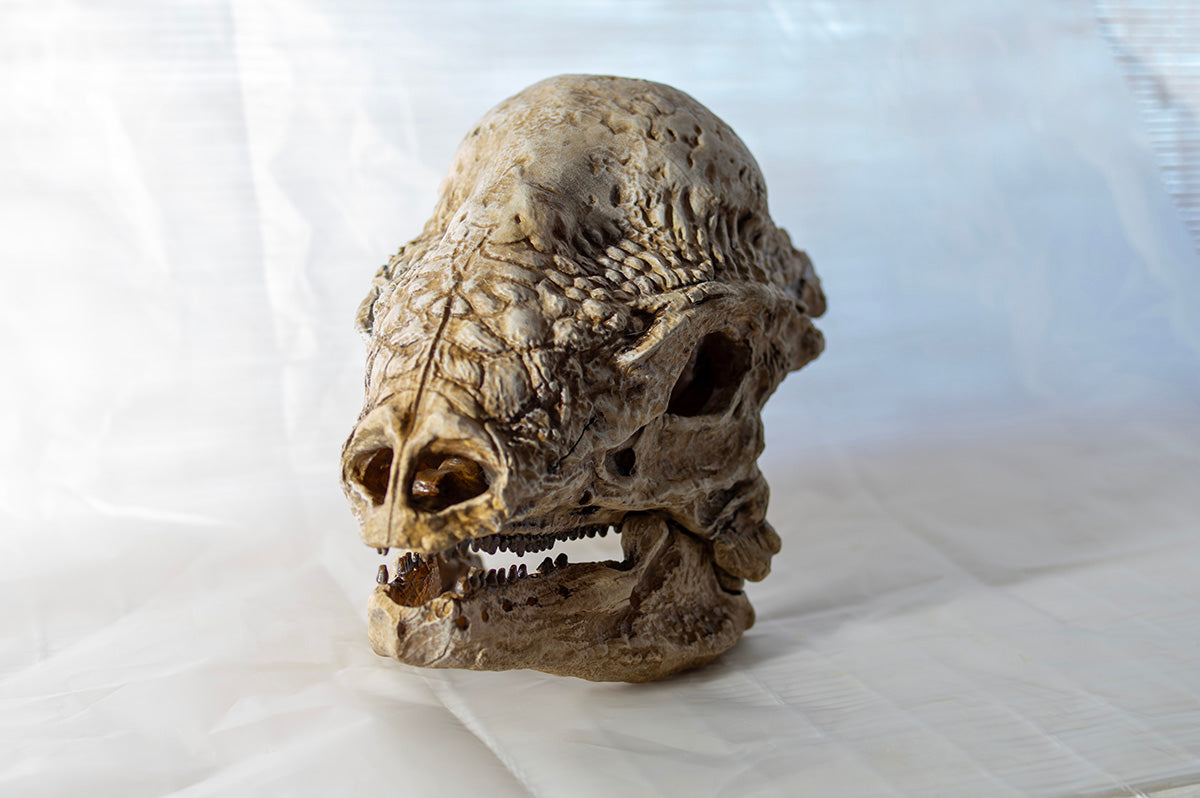Stegoceras validum