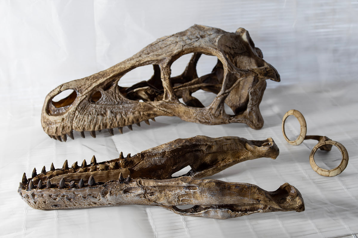 Dromaeosaurus albertensis