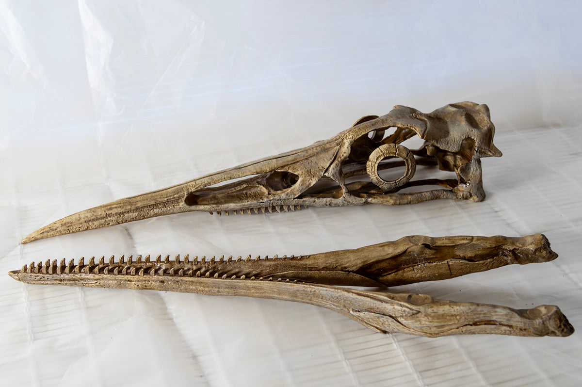 Hesperornis regalis