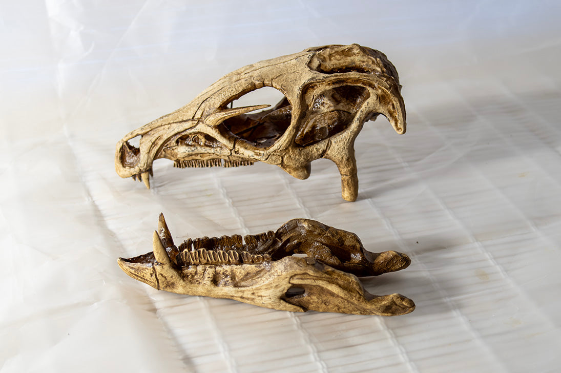 Heterodontosaurus tucki