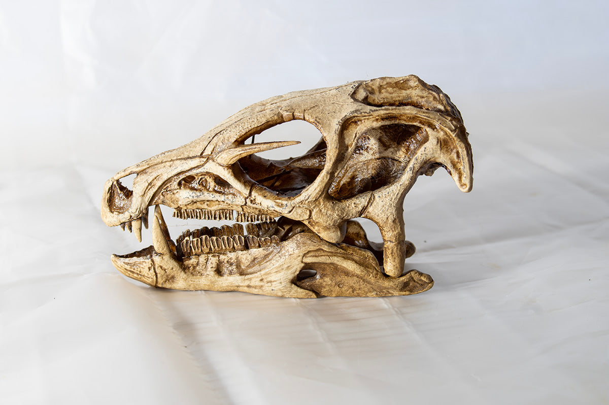 Heterodontosaurus tucki