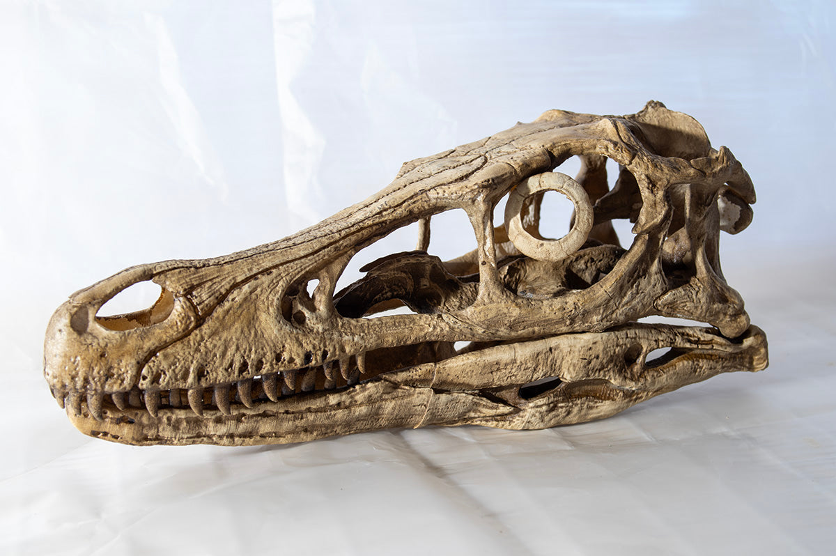 Velociraptor mongoliensis