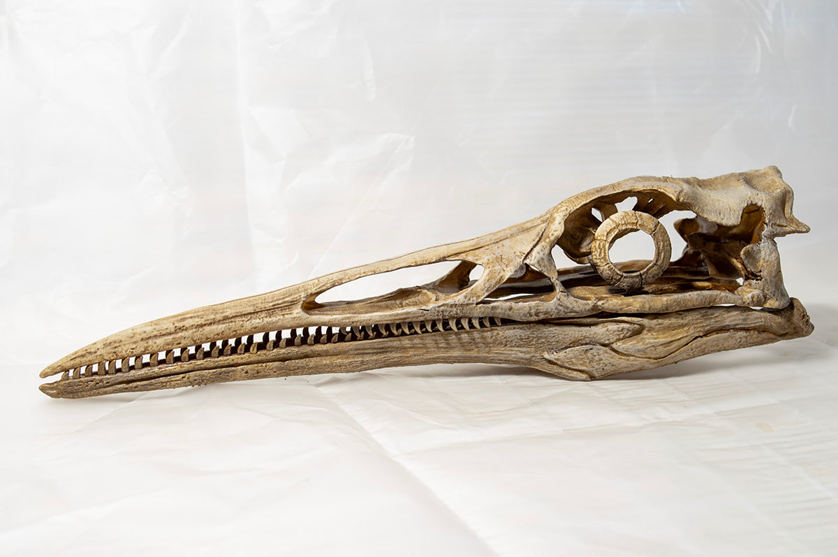 Hesperornis regalis