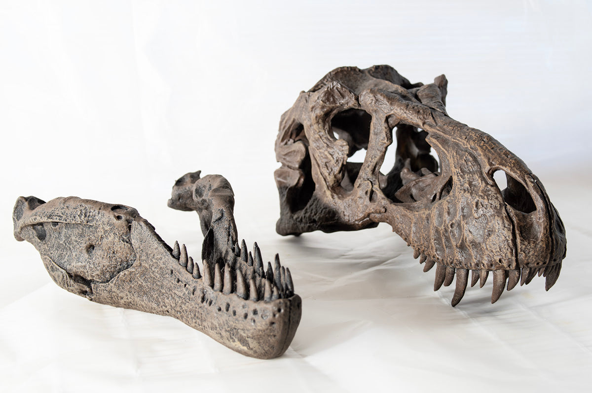 Tyrannosaurus rex (Type 2 - 'Stynamo')