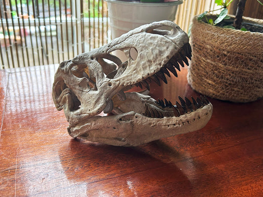 Tyrannosaurus rex (Type 1 - '5027') 1:10 Scale, fixed jaws.