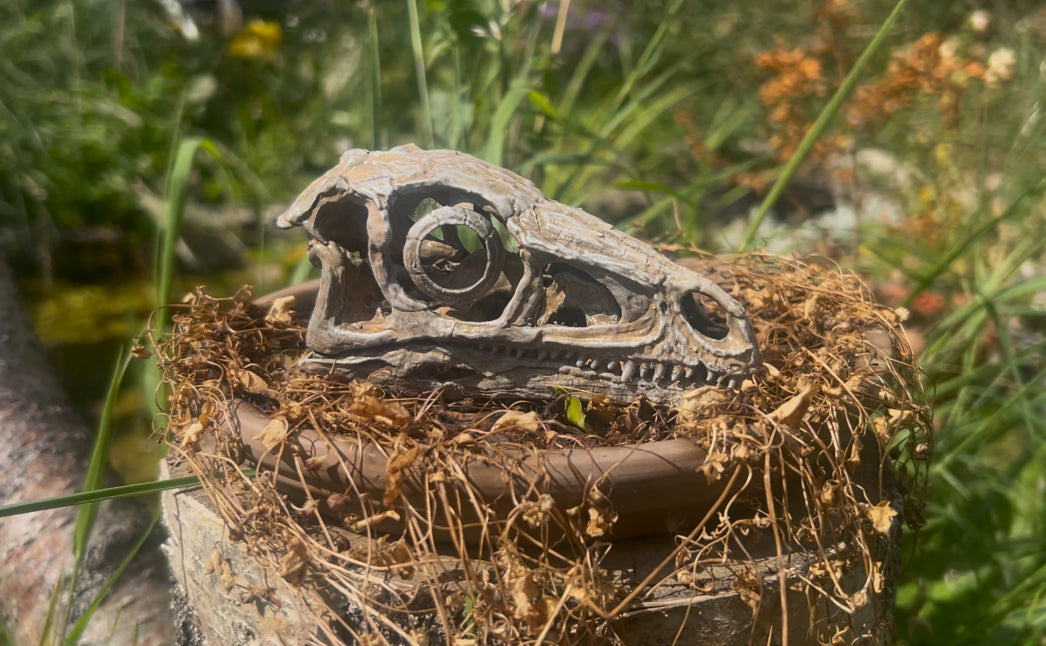 Eoraptor lunensis (BB)