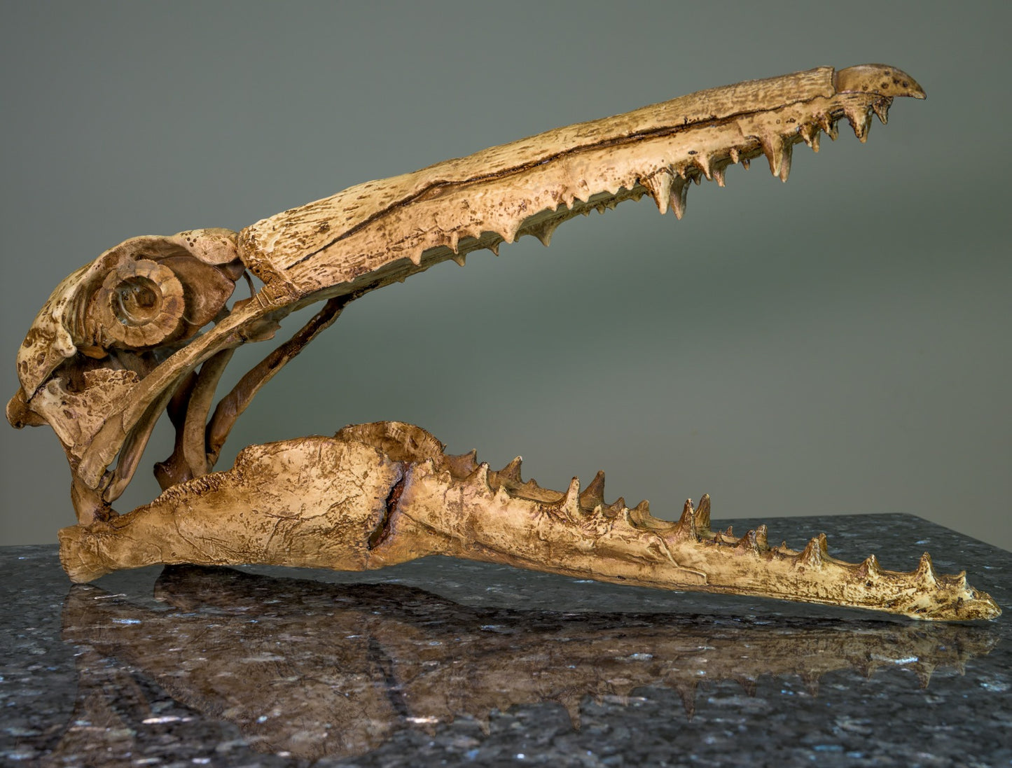Pelagornis