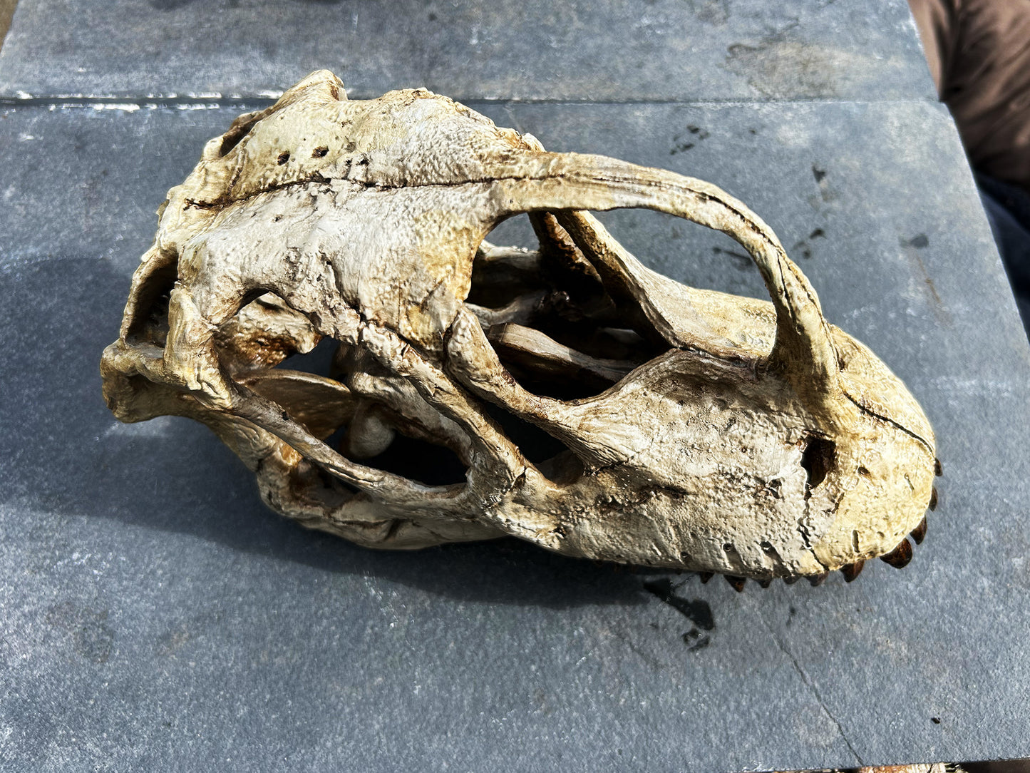 Europasaurus holgeri