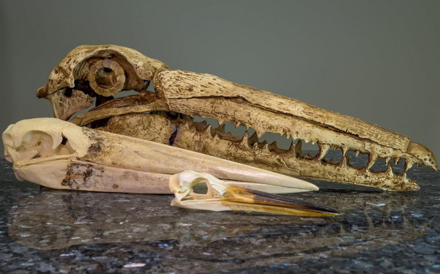 Pelagornis
