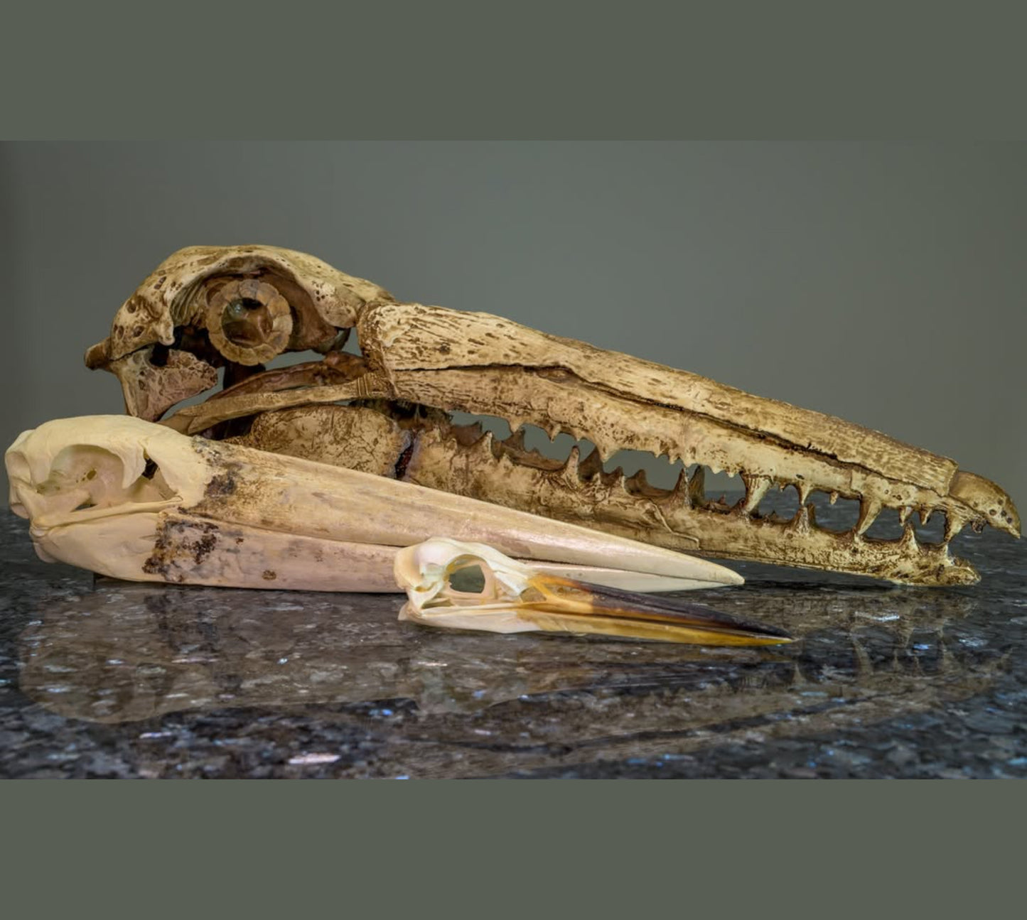 Pelagornis