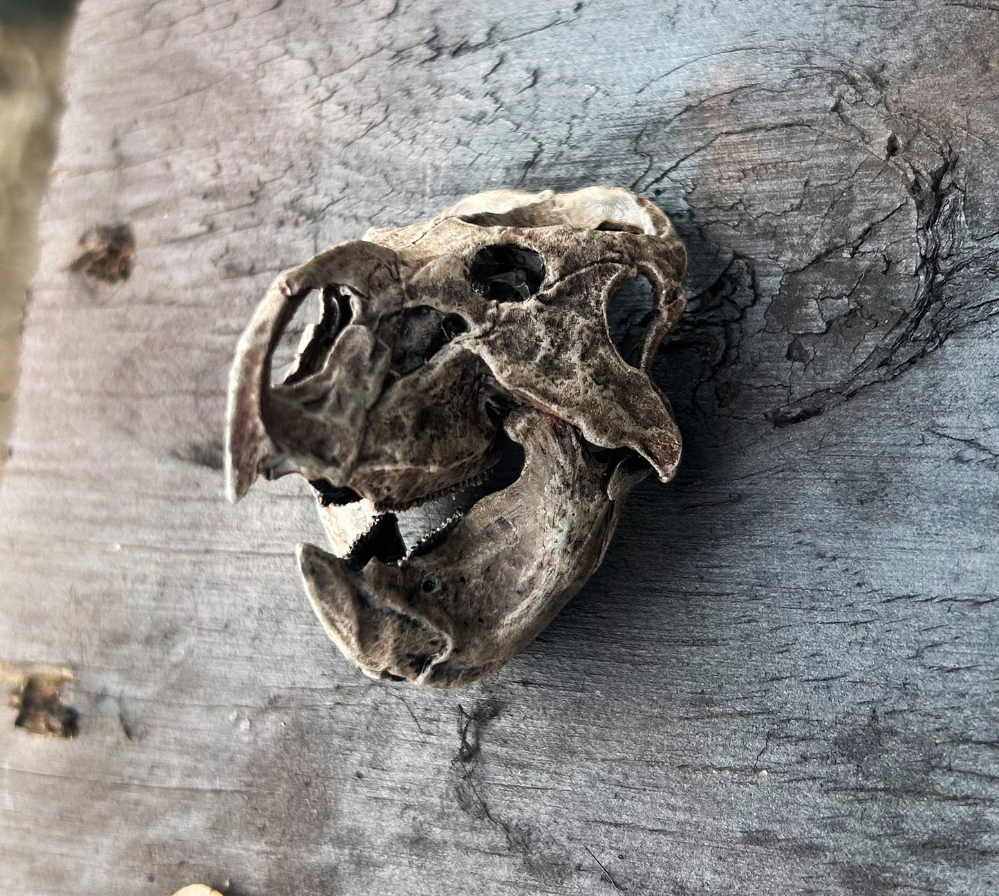 'Ceratopsian Wall' Bundle