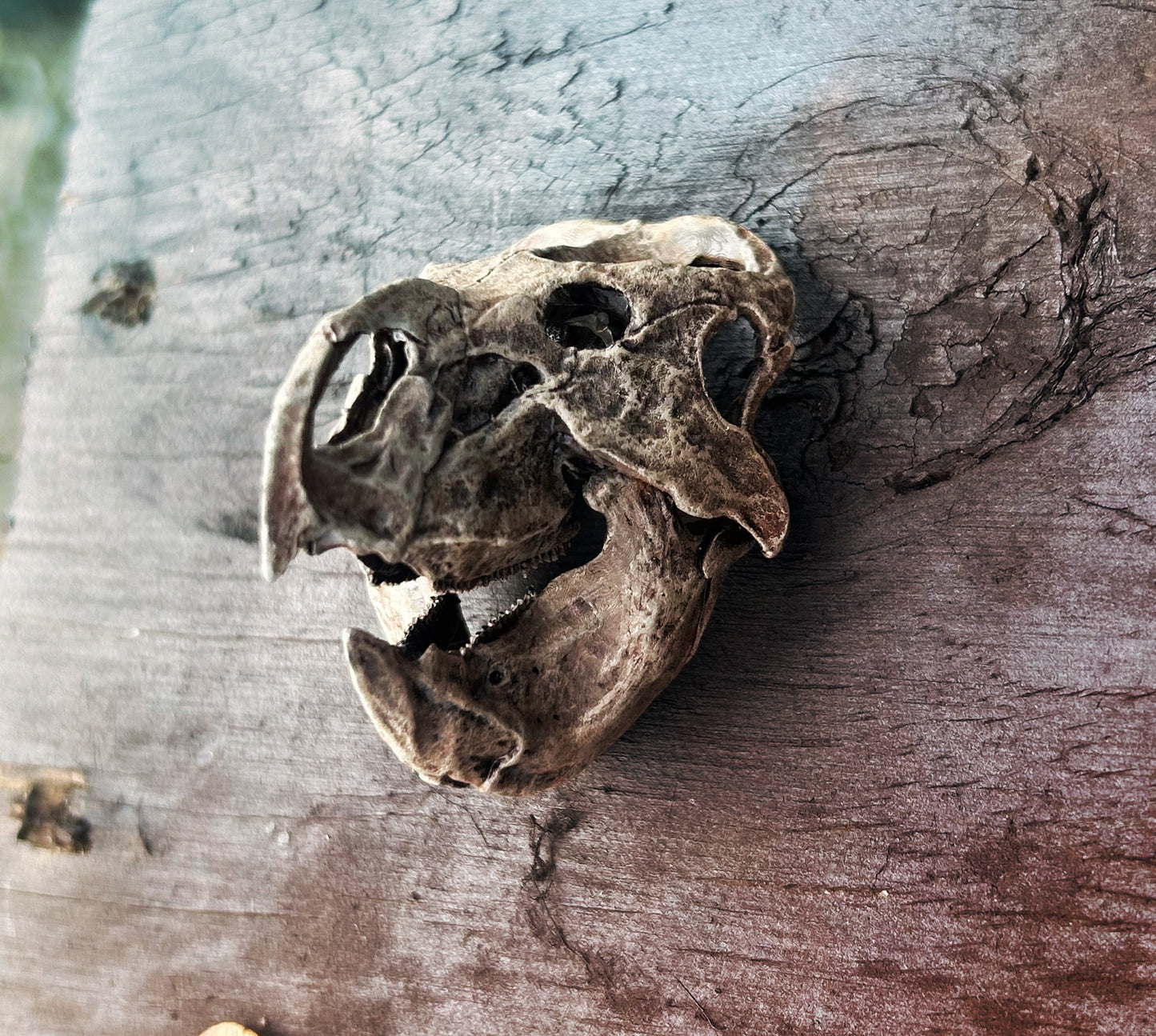 Udanoceratops 3D magnet