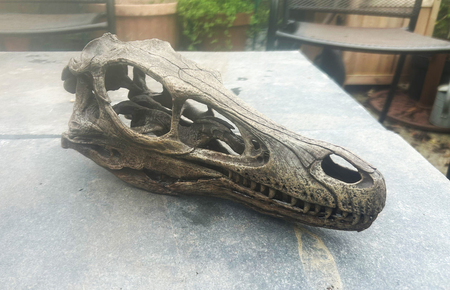 Velociraptor mongoliensis 1:1 (BB)
