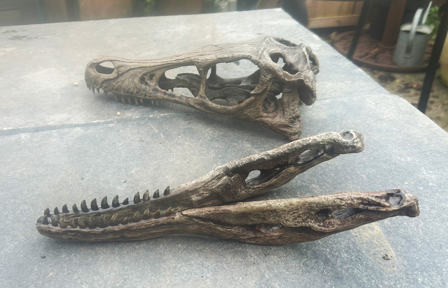 Velociraptor mongoliensis 1:1 (BB)