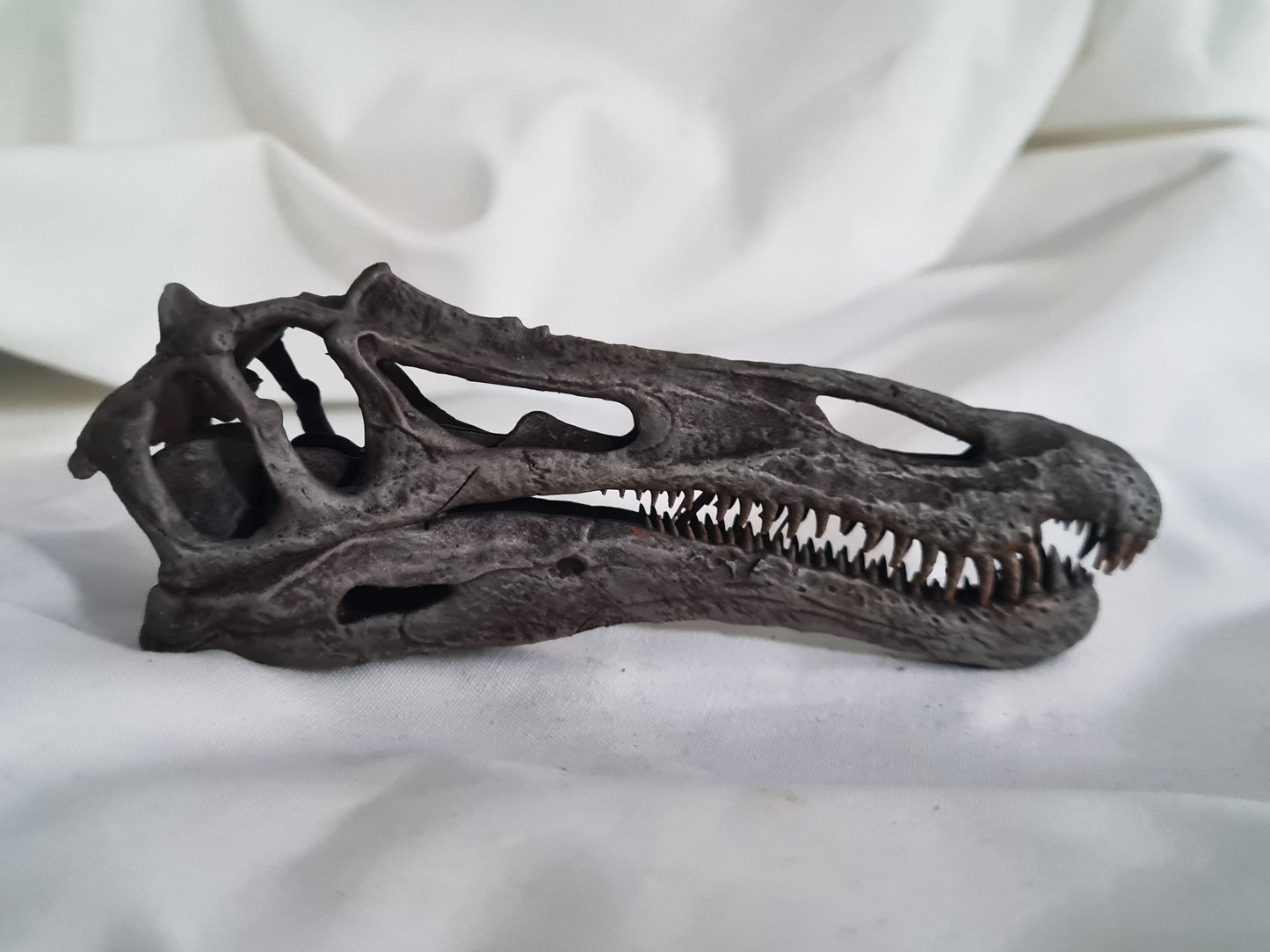 Suchomimus tenerensis (bb)