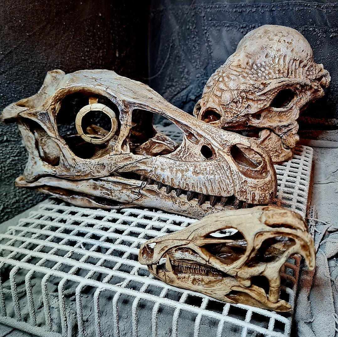 1:1 ('Life-size') Skulls