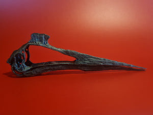 Quetzalcoatlus northropi