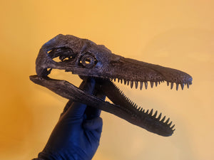 Pliosaurus brachydeirus