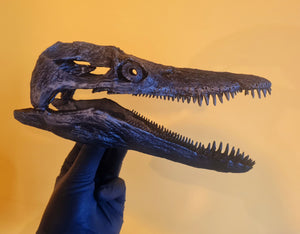 Pliosaurus brachydeirus