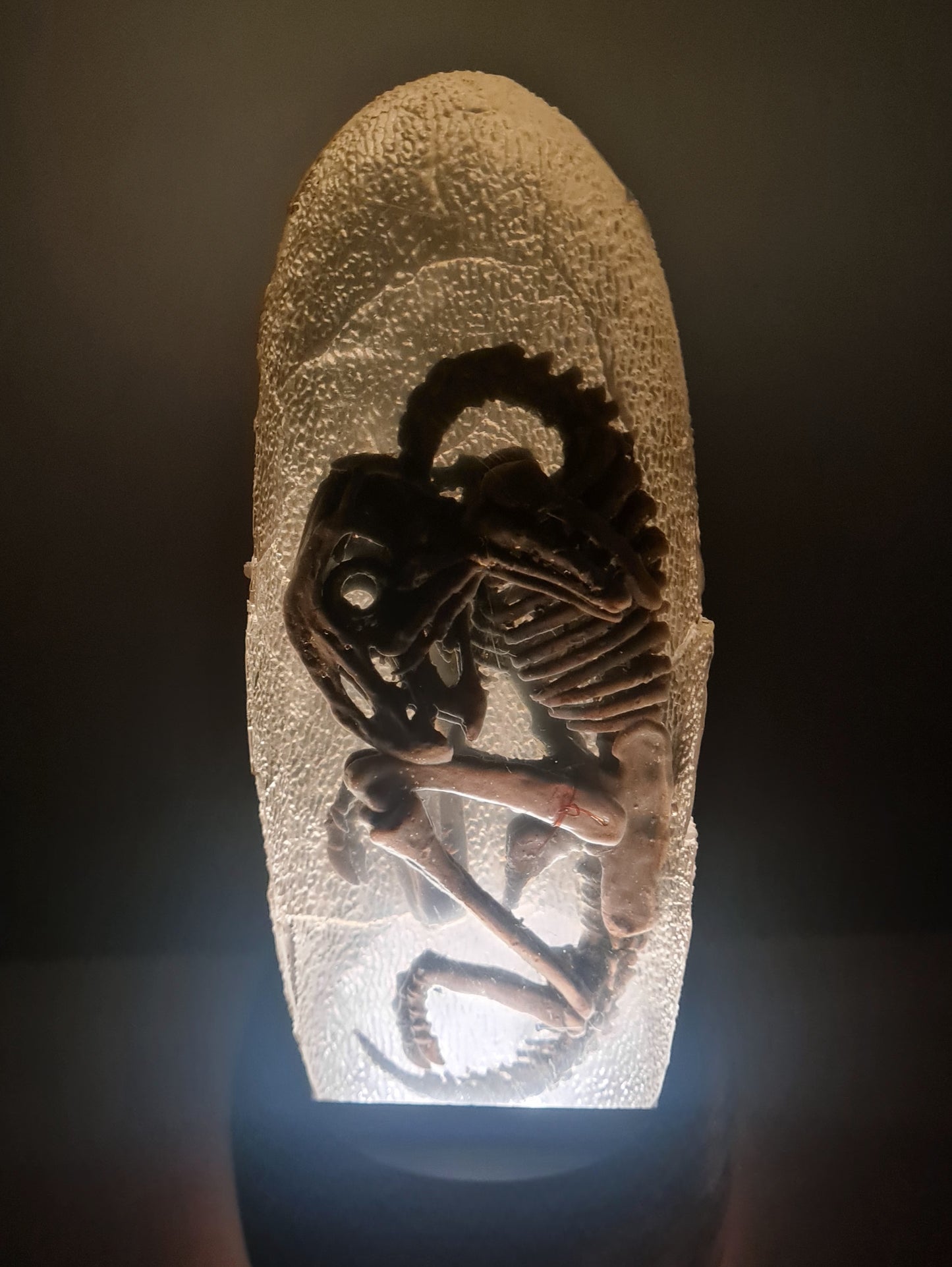 Embryonic Oviraptorid