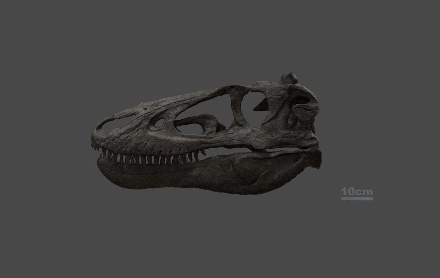 Nanotyrannus lancensis [Type 2 - '40k'] [1:1 scale]