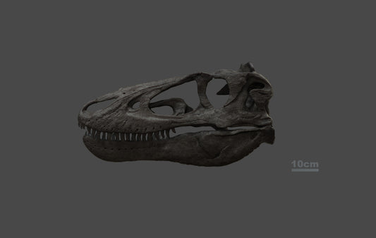 Nanotyrannus lancensis [Type 2 - '40k'] [1:1 scale]