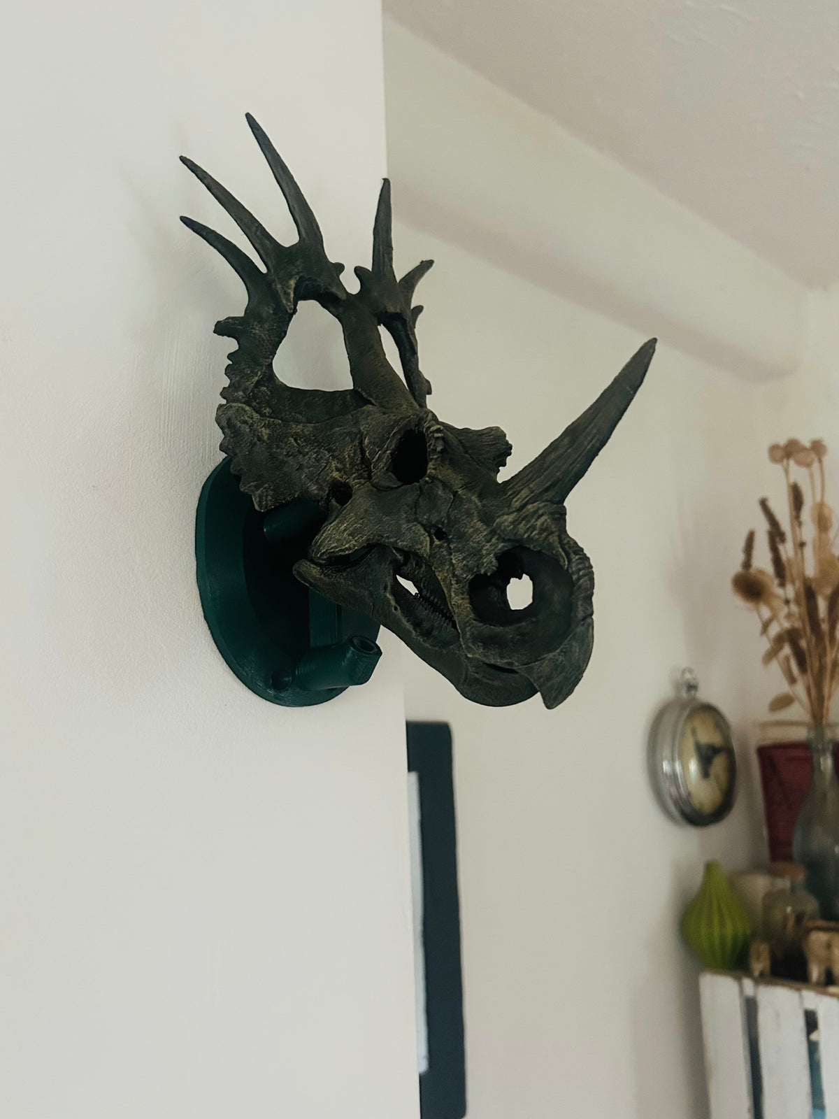 Styracosaurus albertensis