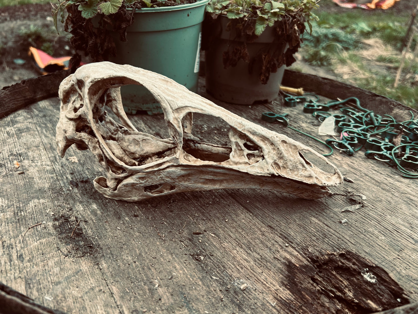 Ornithomimus velox
