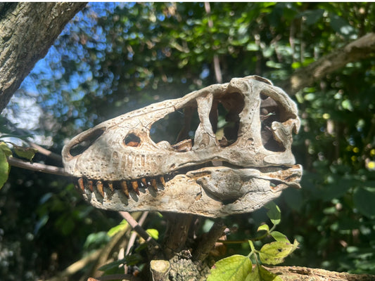 Tarbosaurus bataar
